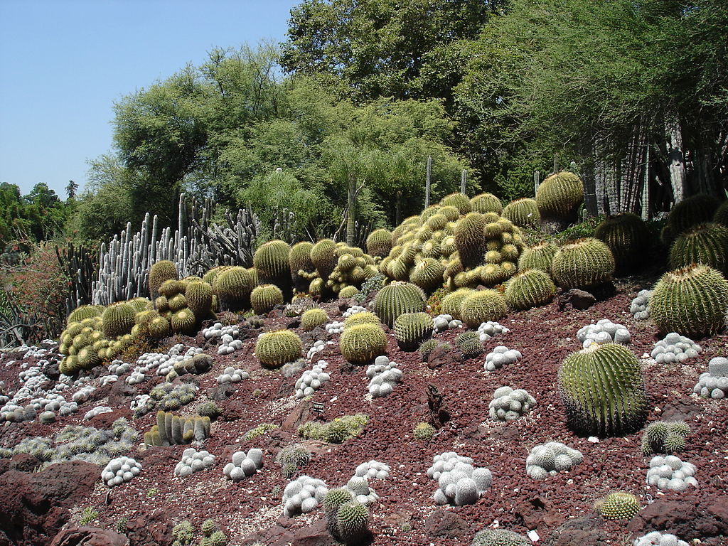 By Russell Yarwood from Costa Mesa, United States (Cactus & Succulents Uploaded by Fæ) [CC BY-SA 2.0 (http://creativecommons.org/licenses/by-sa/2.0)], via Wikimedia Commons